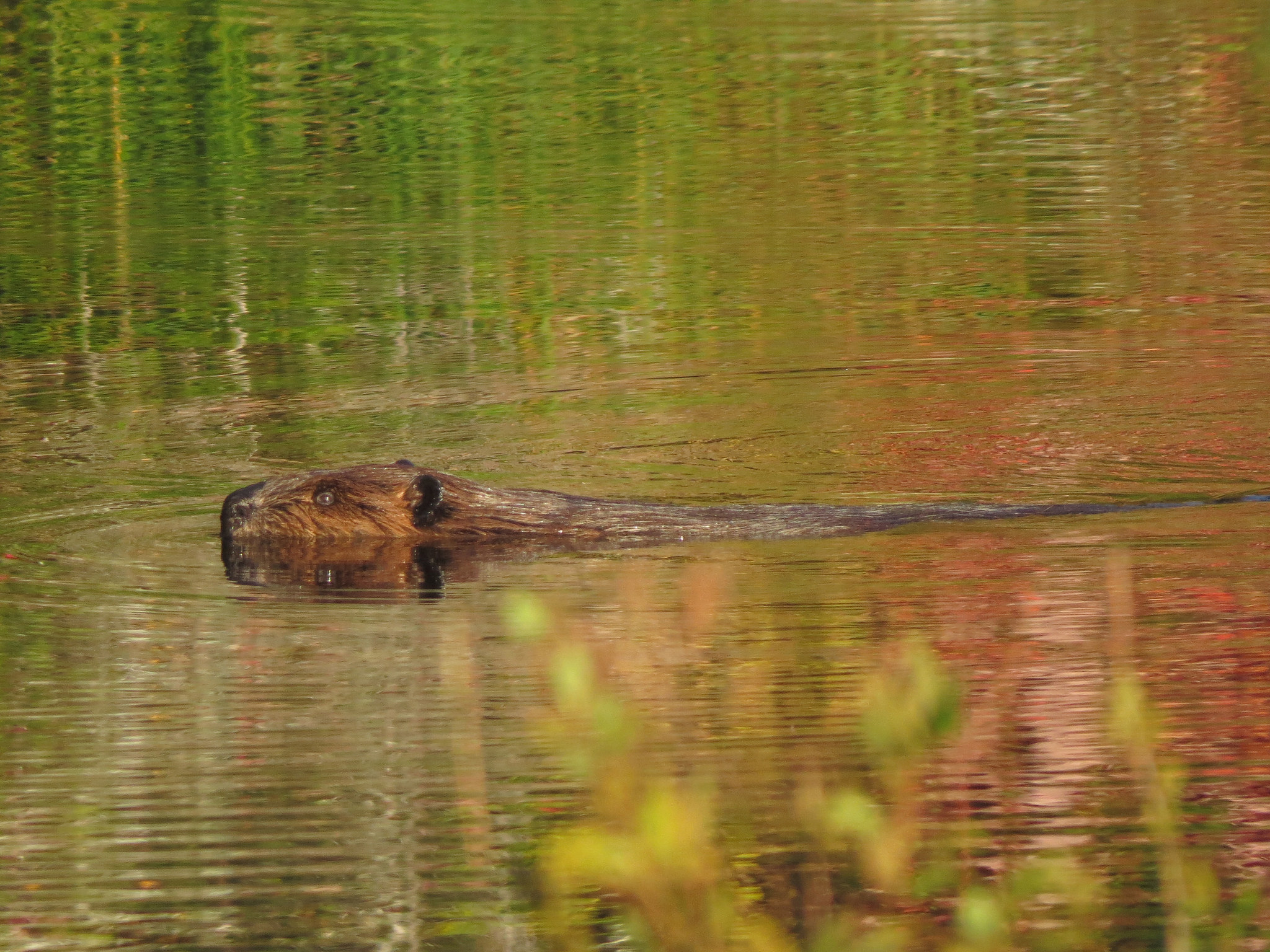 Beaver-15226020118