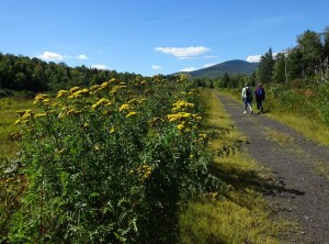 Walkers with blooming tansy 13 Sep 2016