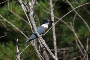 belted kingfisher 1Z0A1964cc
