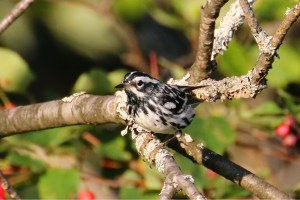 black-and-white warbler July 2015 00117