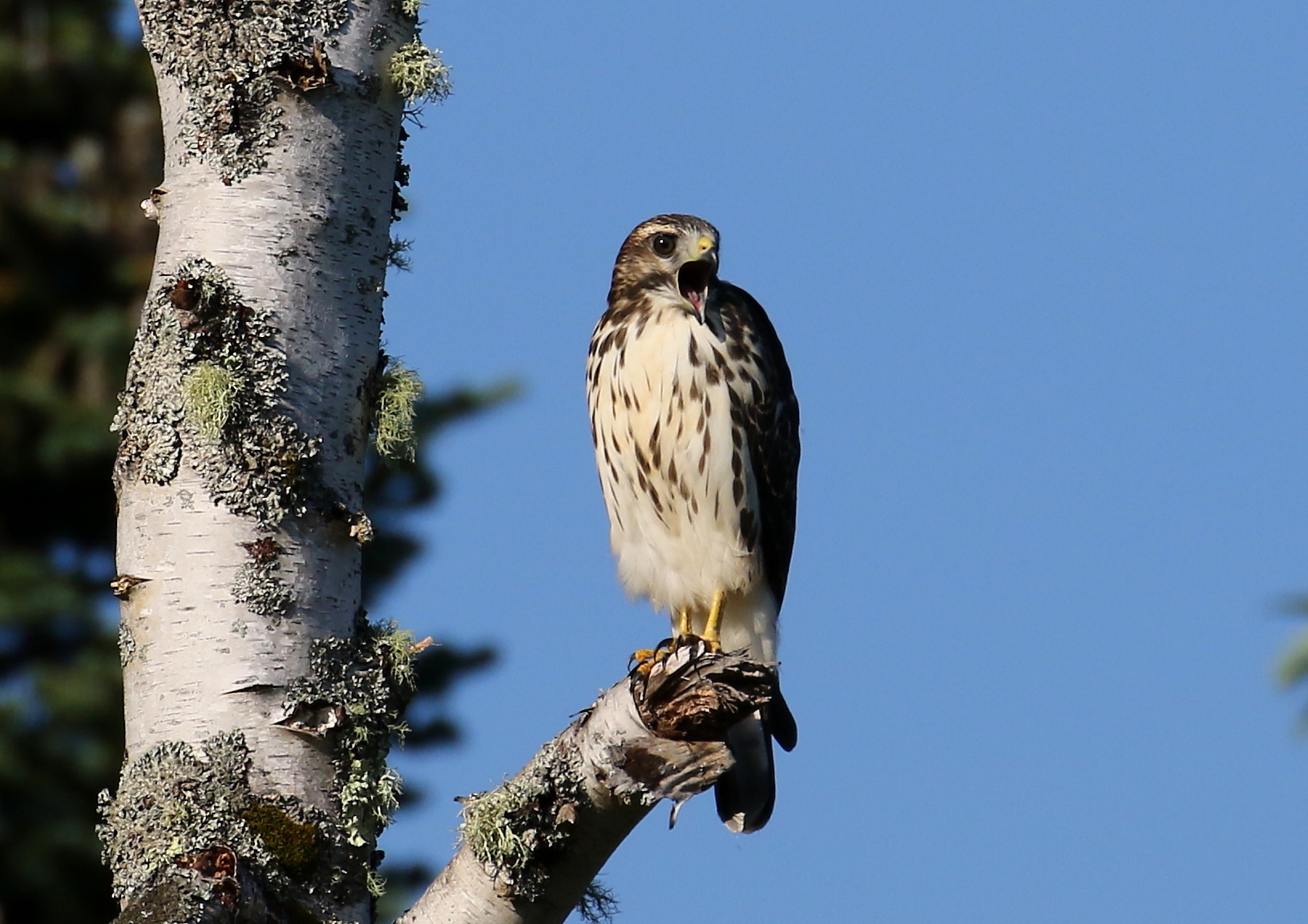 broad-winged hawk juvenile 5662c