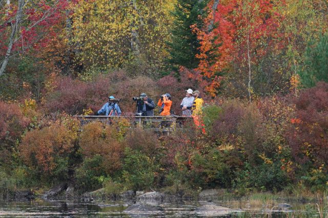 Cherry Pond viewing platform