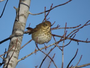 hermit thrush Oct '14 00062