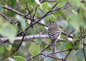least flycatcher 00036cc
