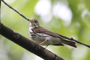 ovenbird 00515cc
