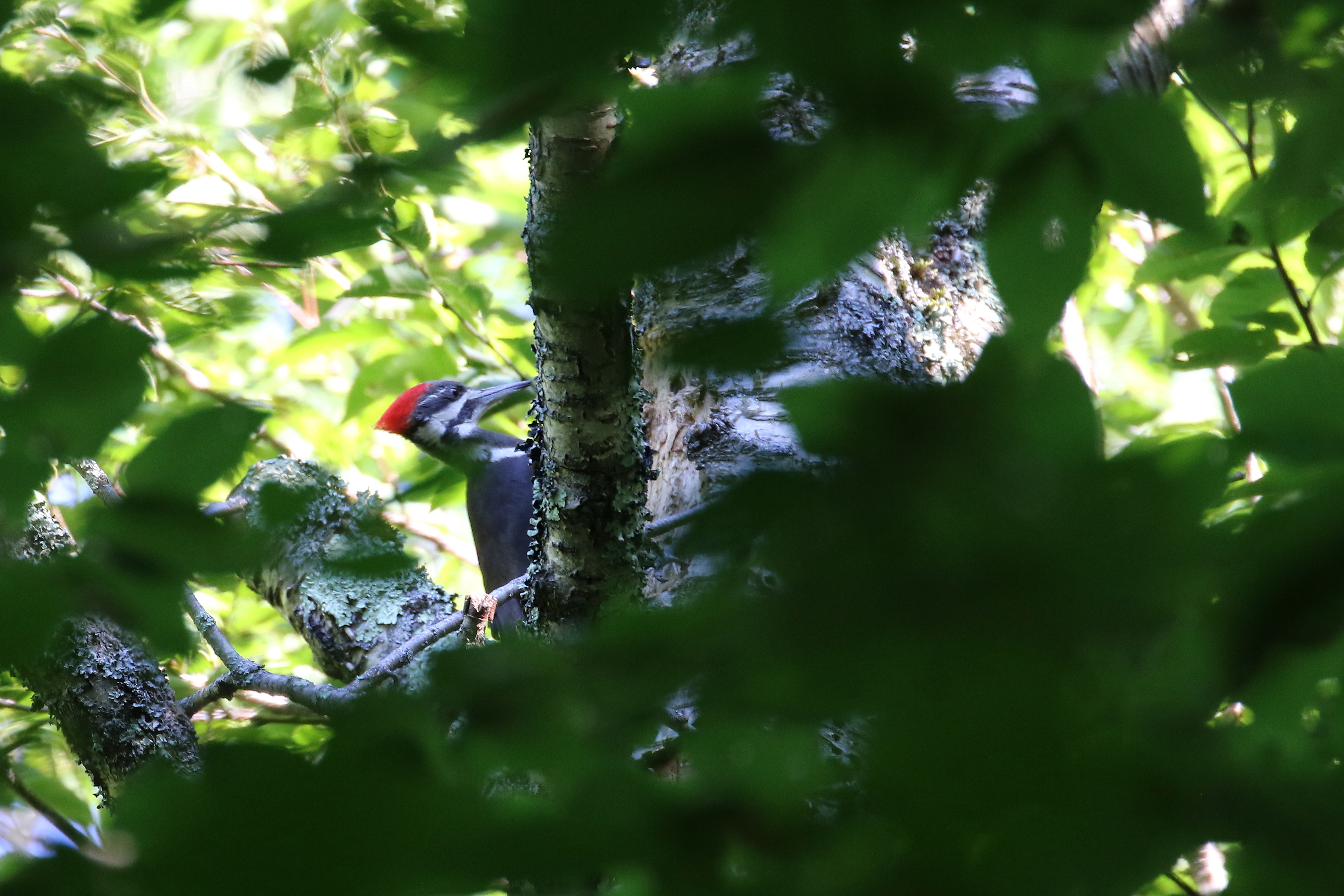 pileated woodpecker 000cc