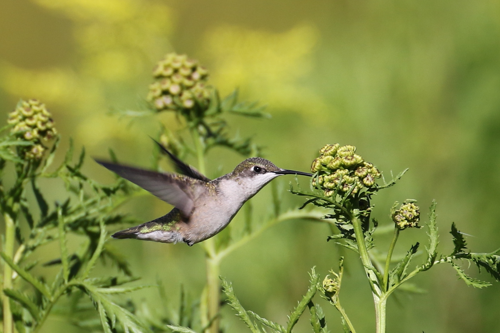 ruby-throated hummingbird 1Z0A1943cc