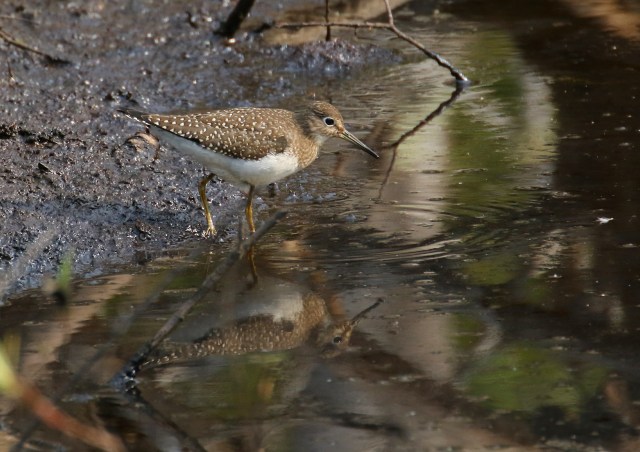 solitary sandpiper 1Z0A7039