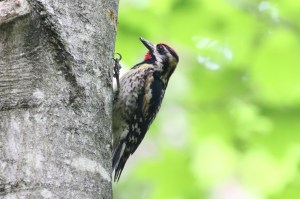 yellow-bellied sapsucker 00011cc